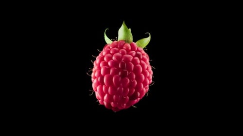 Vibrant Raspberry on Black Background