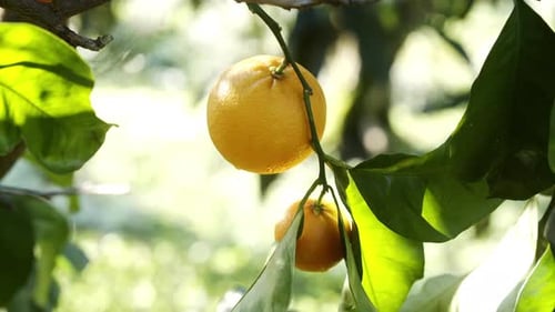 Discovering ripe oranges in a sunlit orchard during a summer afternoon