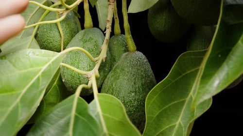 A Branch with Avocado, a Male Hand Spreading the Leaves and Examining the Fruits, in Close-up.