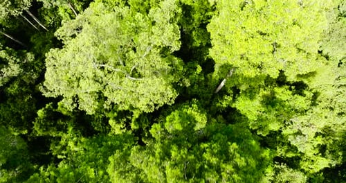 Forest on the Island of Borneo Malaysia