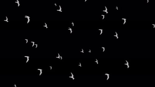 White birds