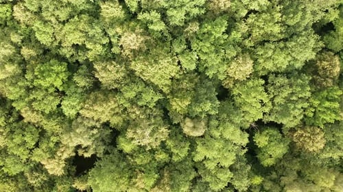 Aerial Footage of Leafy Forest in the Morning Summer Season Drone Moving Slowly Camera Looking
