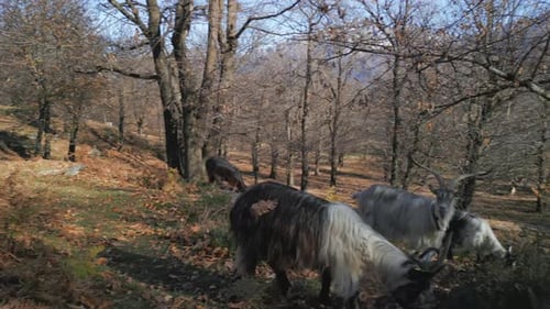 Goat Forest Mountain