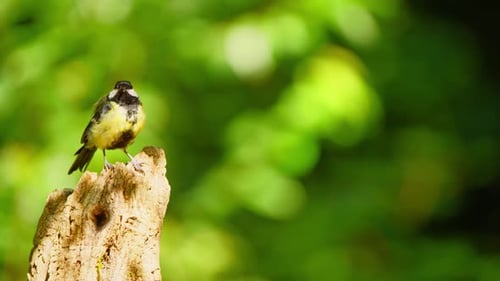 Great Tit in Friesland Netherlands telephoto compressed view of bird staring forward and hopping dow