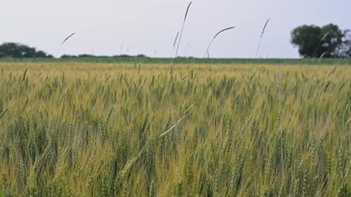 A vast wheat field stretches across the landscape, with golden stalks swaying gently in the breeze.