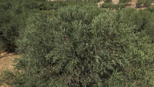 Olive Trees 204
