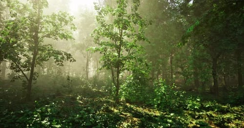 Lush Green Forest Illuminated By Morning Light in a Tranquil Setting