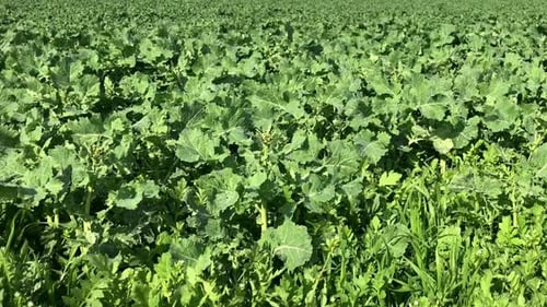 Wide angle view of collard greens Field in Sunny Day Breeze