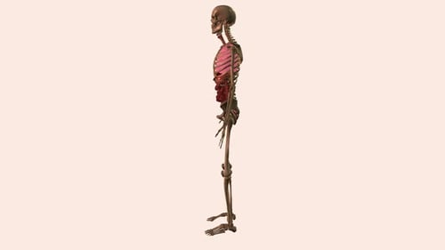 Human Skeleton and Organs 360 Degree Medical Rotation Animation