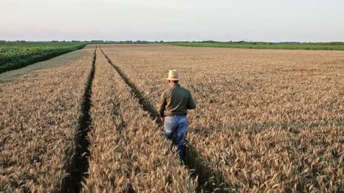 Senior farmer with hat walking in wheat field examining crop.