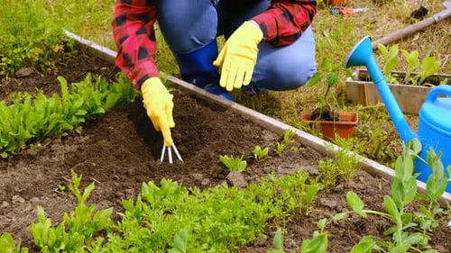 Hand of Gardener Seedling Young Vegetable Plant in the Fertile Soil Woman's Hands in Yellow Gloves