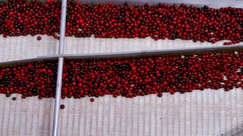 Procesamiento de la clasificación de bayas. Cereza en máquinas de clasificación y procesamiento
