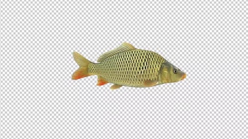 Carp Fish Swimming Alpha Channels