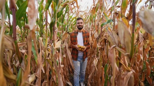 Farmer Walking Through Cornfield During Harvest