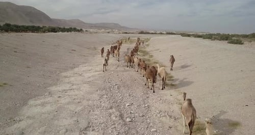 Flying over Camels Herd in the desert