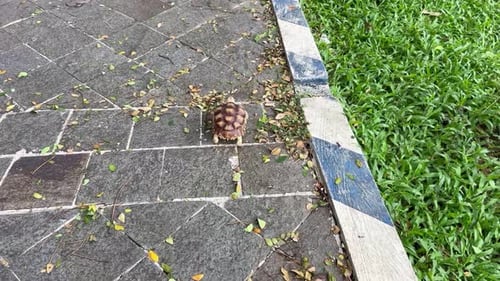 Tortuga salvaje. Día Mundial de los Animales.