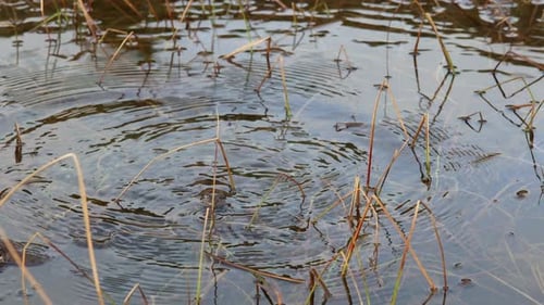 Male and Female Toads Interact While Facing Camera in Shallow Pond