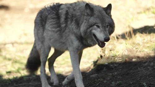 timber wolf walking in shade on edge of forest slomo