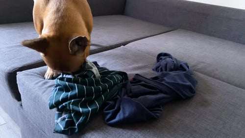French Bulldog Biting And Trying To Tear Apart Owners Clothes On The Sofa. - close up shot