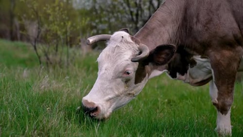 Cow grazing on a meadow. Cattle standing in a green field