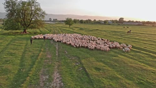 Herd of Sheep grazes in open meadows. Aerial drone view of Caucasus mountains