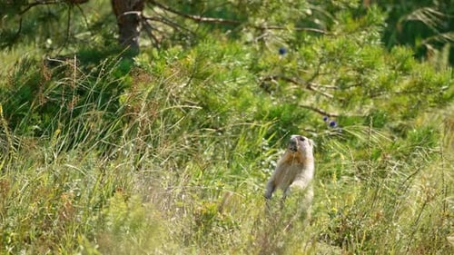 Murmeltier steht und frisst im Gras
