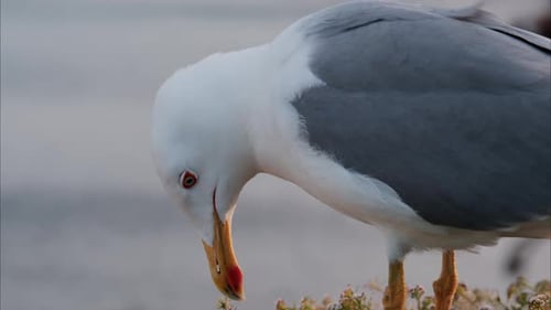 Close up of a seagull at the beach with a blurry view of the sea on the background