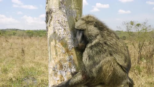 Olive Baboon Grasping Tree in Grassy Savannah
