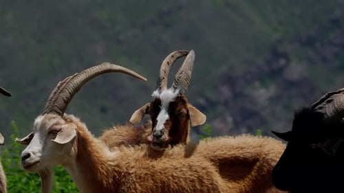 Goats Standing Together in Natural Sunlight