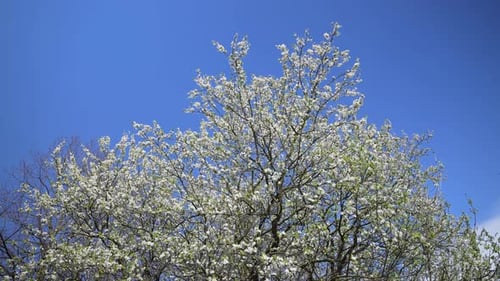 Spring blossom tree against blue sky