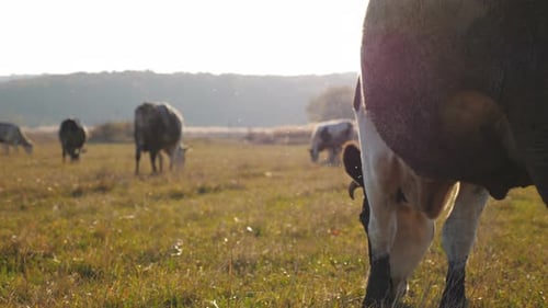 Cow Eating Fresh Green Grass at Lawn Herd of Cattle Grazing on Pasture Beautiful Landscape of