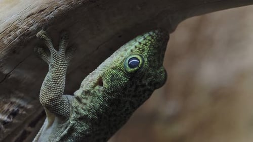 Gecko del Día de la Paz, Phelsuma standingi