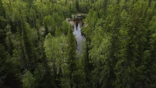 Der Fluss durchquert einen dichten Wald mit üppigem Grün, von oben gesehen