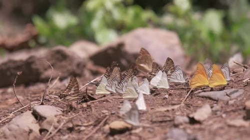 Schwärme bunter Schmetterlinge fliegen im Sonnenlicht tropischer Wälder.