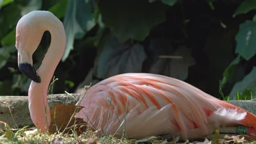 Sitzende rosa Flamingos