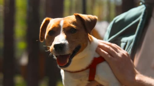 Happy Dog in Forest with Owner