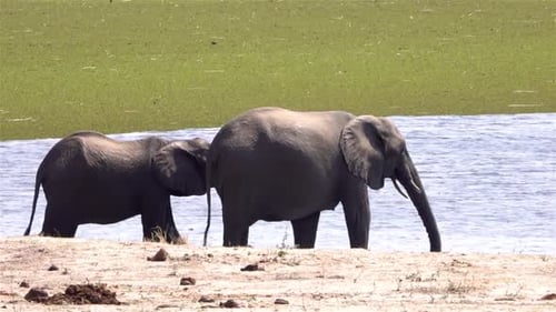 African Elephant Herd Near water Reservoir in Africa