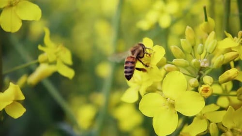 Eine Biene sammelt Nektar von einer Rapsblüte und fliegt dann davon, 500 Bilder pro Sekunde in Zeitlupe.