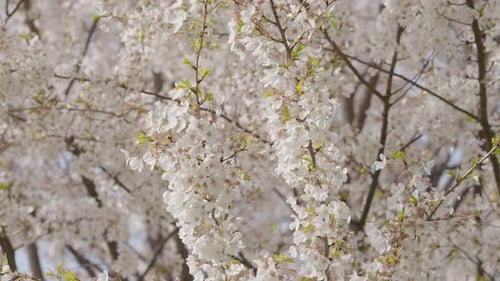 Galho de cerejeira em flor na primavera