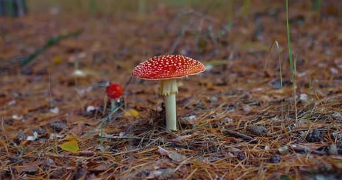Red Amanita Mushroom in Forest