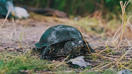 River Turtle Lies on the Ground CloseUp