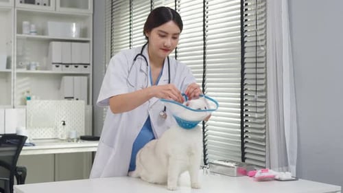 Asian veterinarian examine kitten wearing collar at veterinary clinic.
