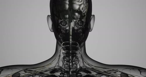 Exploring the Detailed Structure of the Human Nervous System in 3D