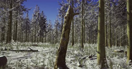 Winter Landscape in a Serene Forest with Snow Covered Trees