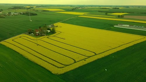 Rapeseed Field With Tractor Tracks In Countryside Area Of Lubawa In Poland. - aerial