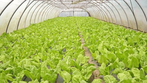 Plantation de laitue verte écologique, biologique et durable, dans une serre sans pesticides