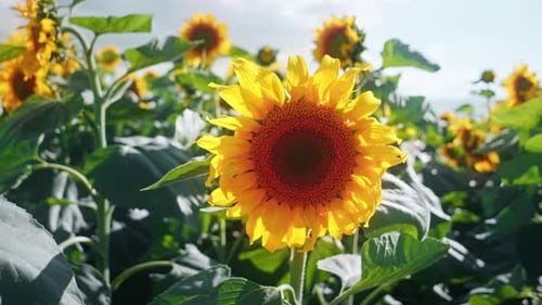 Vibrant Sunflowers Blooming in Sunny Field