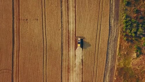 Aerial Drone Top View From Above Combine Harvesters Working in Wheat Field Harvesting Machine Driver