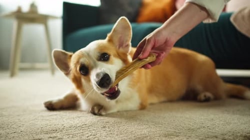 Cute Corgi Chewing on Bone