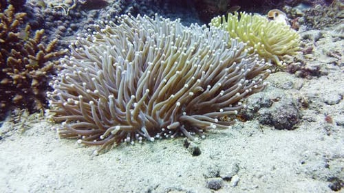 Sea Anemone Condylactis Gigantea